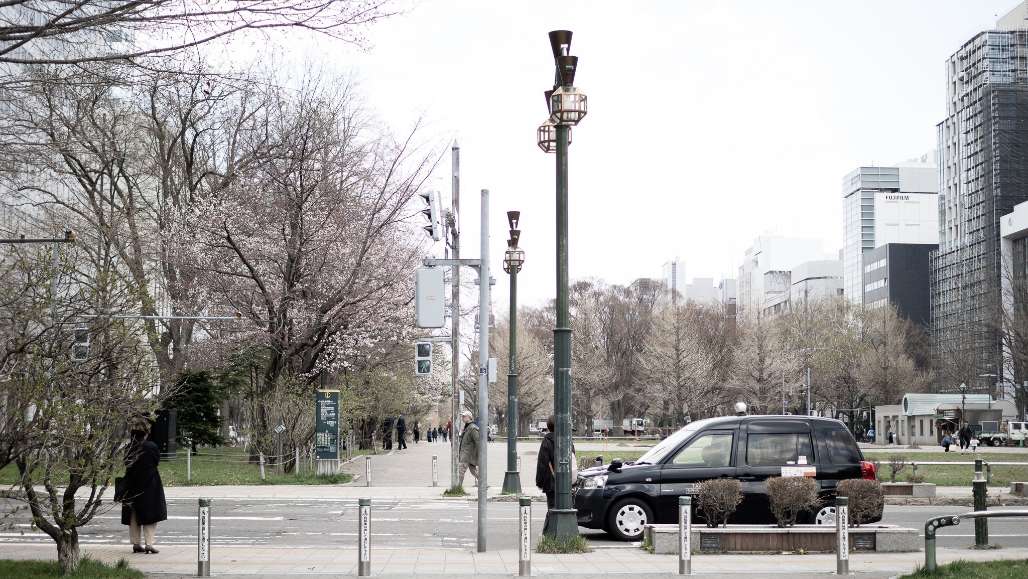 桜が咲き始めました〜大通公園にて