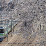 小樽の春〜偶然出会った桜と電車